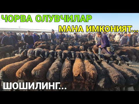Видео: ШОШИЛАМИЗ! МАНА ИМКОНИЯТ. 29-OKТАБР ҚӮЗИ ВА ҚӮЙ НАРХЛАРИ. ҚАШҚАДАРЁ ЧИРОҚЧИ 2025-ЙИЛ