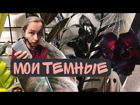 Видео: Экспериментальное видео + мои самые темные растения 
