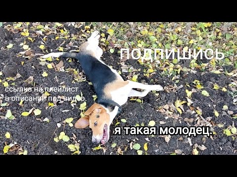 Видео: охота на зайца с гончей. взяли двух зайцев,собака выгоняла прям под ноги.