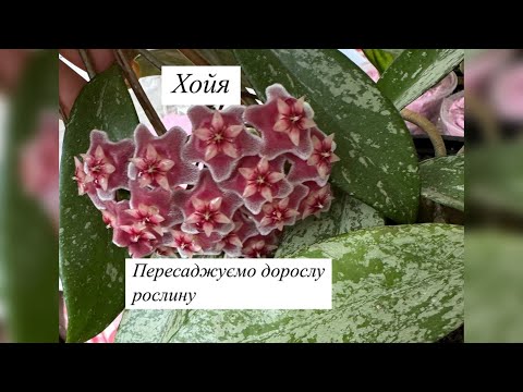 Видео: Хойя. Пересаджуємо дорослу рослину. Секрети пересадки.