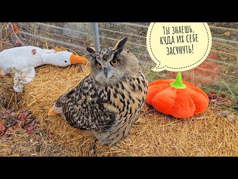 Видео: Хочу посадить у совы розы. Сова в шоке шлёт меня прочь! Пёс Кубик с радостью готов сопровождать