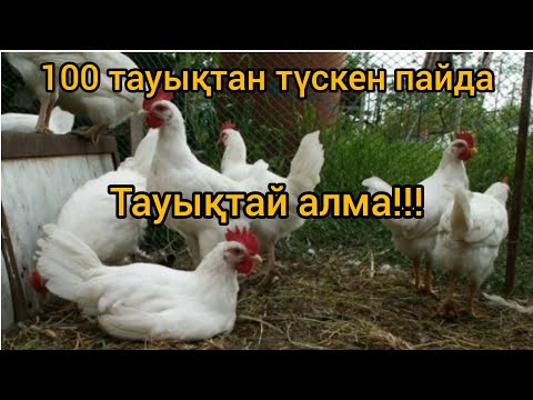 Видео: Тауық асырамай осы видеоны көр. Тауық өсіру #тауық #құсшаруашылығы
