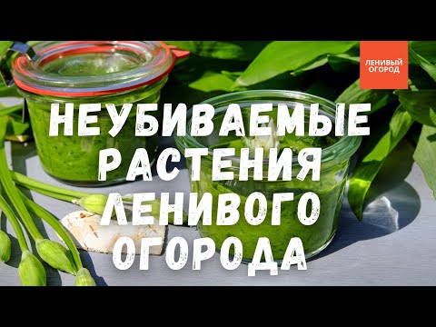 Видео: Самые полезные растения, не требующие ухода: черемша, зелень лука и ревень в Ленивом Огороде