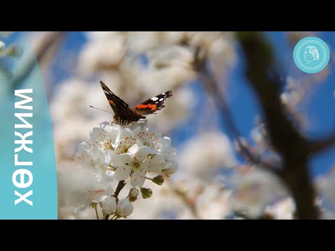 Видео: Байгалийн дөрвөн элемент - Бясалгалын хөгжим, байгалийн зураг - Бруно Грёнинг Анд нөхдийн хүрээллээс
