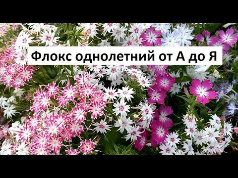 Видео: Флокс однолетний от А до Я.