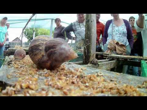 Видео: Экскурсия на улиточную ферму Ратов