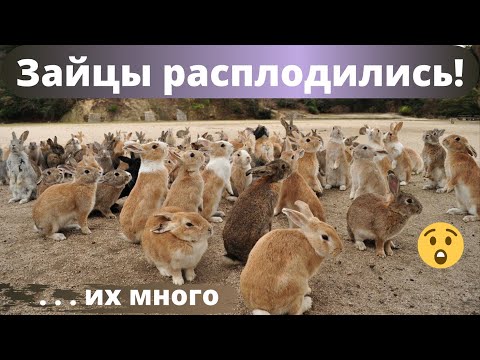 Видео: Кролики сильно расплодились несмотря на карантин. Крольчата в каждом углу.