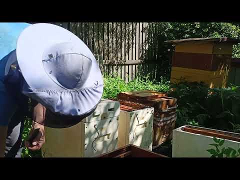 Видео: Осмотр трёх пойманных роёв.