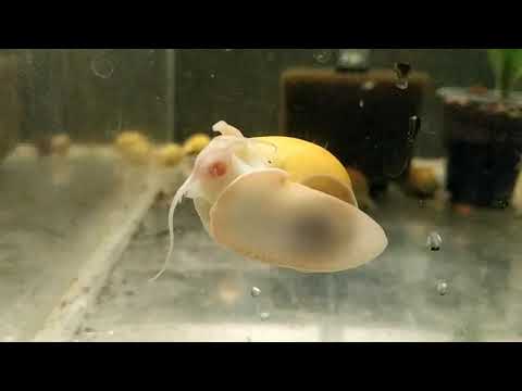 Видео: мальки, меченосцы, велифера, пецилии, барбусы