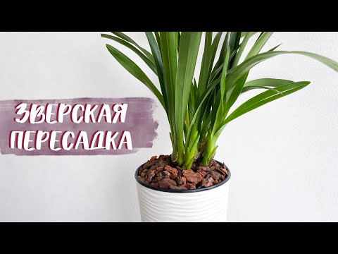 Видео: пересадка ЦИМБИДИУМА. как я ДОРАБОТАЛА для него ГОРШОК