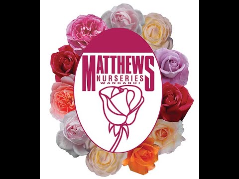 Видео: Новозеландские розы от Боба Мэтьюса. Чарующее напоминание о Англии.