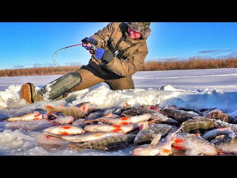 Видео: 100кг С ОДНОЙ ЛУНКИ!!! ЭТО РЕАЛЬНО!!! Рыбалка, первый лед 2021-2022.