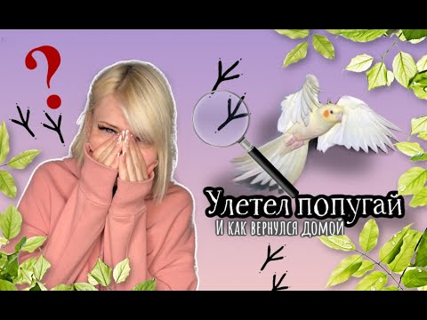 Видео: Улетел попугай/ Как я нашла его/ Возвращение домой/ Москва/