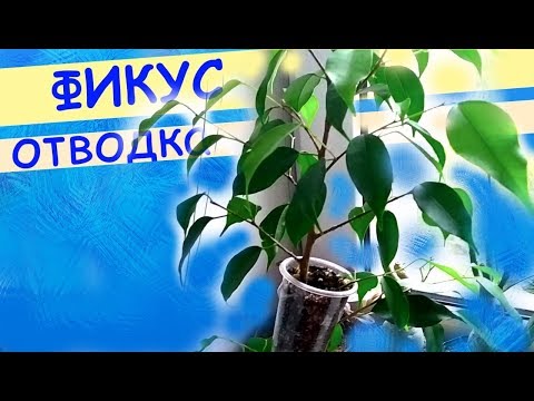 Видео: Фикус Бенжамина: воздушная отводка.
