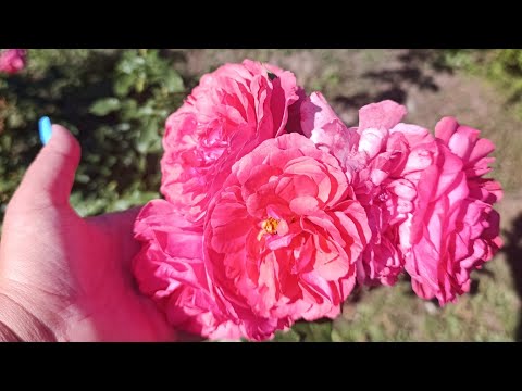 Видео: Огляд троянд наприкінці вересня 🌹🌹🌹, ще квітнуть, назви в описі, 28.09.25