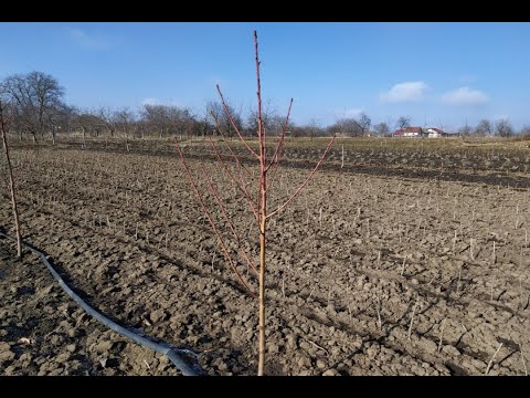 Видео: Обрезка персика весной. Обрезка персика 1 год. Обрезка персика веретено и чаша. Обрізка персика.