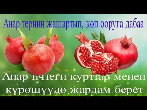 Видео: Анар терини жашартып, көп ооруга дабаа болот.