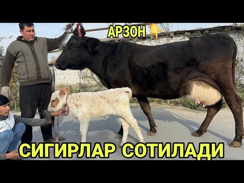 Видео: 22мл ПУЛИ СУТЛАРИ КУП ЁШ СИФАТЛИ СИГИРЛАР СОТИЛАДИ SOTILADIGON SIGORLAR NARXLARI 6 ноября 2025 г