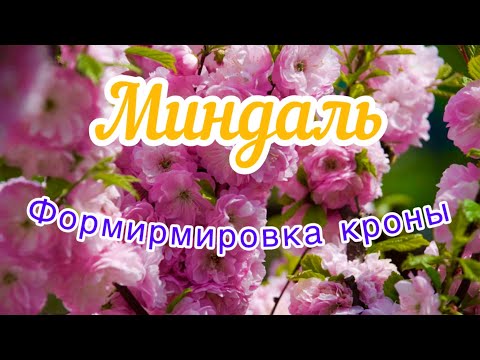 Видео: Правило обрезки миндаля.Две формы кроны