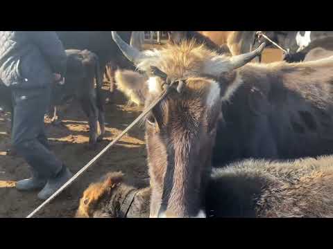 Видео: 150000мин сом дейт эси😎