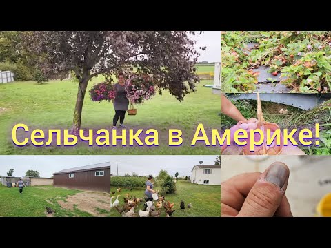 Видео: США /КЛУБНИКА 🍓/ ПОВРЕДИЛ ПАЛЕЦ / НАШЛИ ГНЕЗДО / КАК РАЗВОДИТЬ ТУИ .