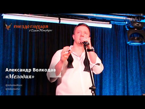Видео: "Мелодия" Александр Волкодав "Гнездо глухаря" Санкт-Петербург 10.02.24 #питер #голос #концерт #live