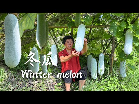 Видео: Урожай зимней дыни, бабушка делает древний зимний чай с дыней и зимнее песочное печенье