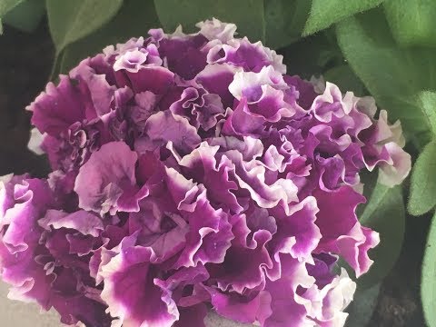 Видео: Петуния -что тебе надо ???