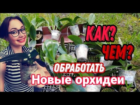 Видео: ☝️ ТАК и ТОЛЬКО ТАК ❗️ Обработка новых ОРХИДЕЙ. Всё до мельчайших подробностей.