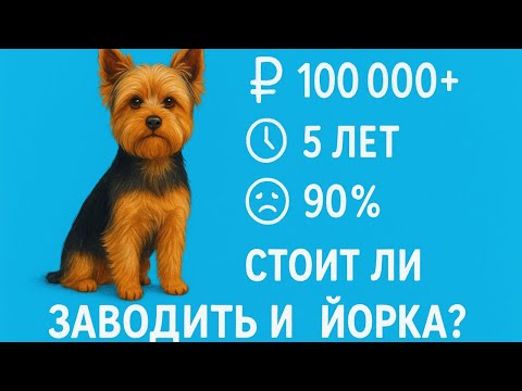 Видео: Правда о содержании йорка: всё, о чем молчат заводчики | Личный опыт за 5 лет. #собаки #кинолог
