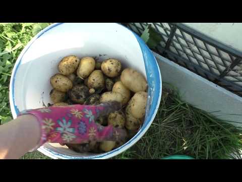 Видео: Результат посадки картофеля в ящики. Урожай 3,8 кг с двух клубней