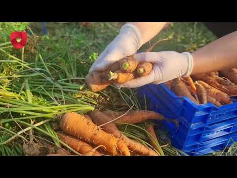 Видео: Как хранить морковь? Это лучший способ сохранить его свежим всю зиму!