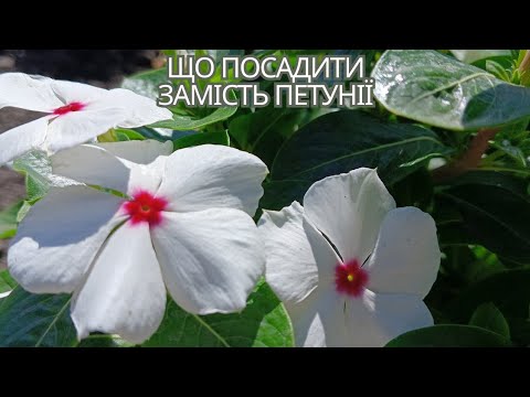 Видео: 4 ОРИГІНАЛЬНІ рослини для саду з ТРИВАЛИМ квітуванням та Рядом інших переваг.
