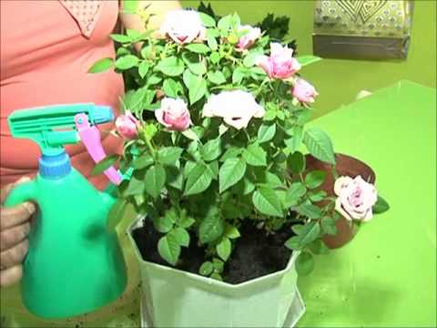Видео: Уход за комнатными розами.wmv