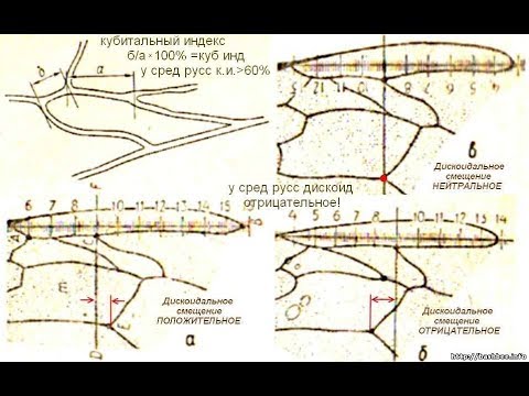 Видео: породы пчел на пасеке - часть 2 - чистопородные пчелы на пасеке, и пчела карника