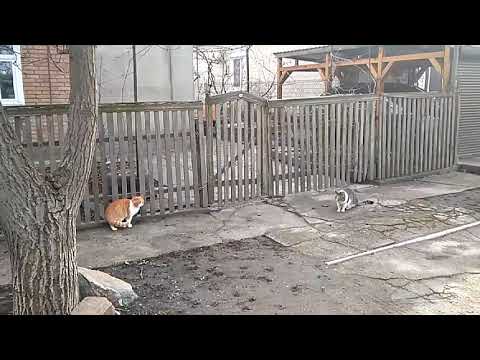 Видео: Батл кошек (#1)