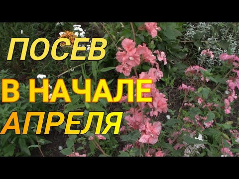 Видео: Красивые, Неприхотливые ЦВЕТЫ,  посев в АПРЕЛЕ на рассаду