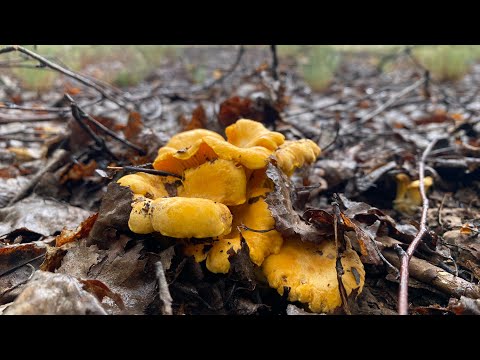 Видео: ОТКРЫТИЕ ГРИБНОГО СЕЗОНА 2024. Красивые поляны лисичек