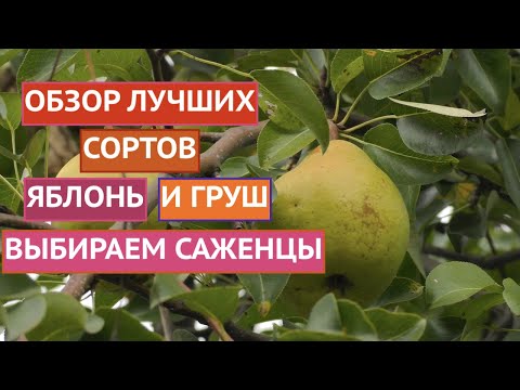 Видео: ВЫБИРАЕМ ЛУЧШИЕ СОРТА ЯБЛОНЬ И ГРУШ!