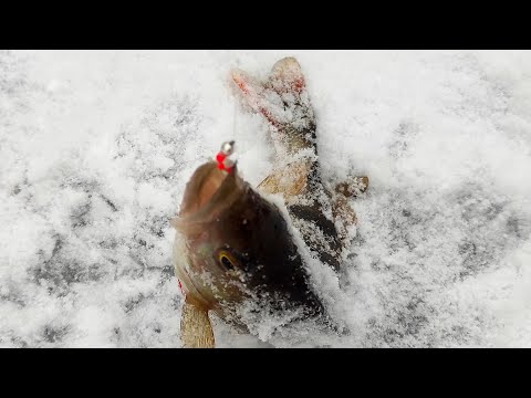 Видео: МОРМЫШКА С СЕКРЕТОМ!!!
