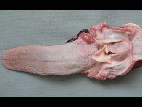 Видео: язык домашних животных