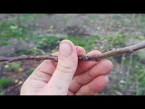 Видео: Кавказская хурма - корневая система