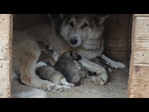 Видео: Щенкам 10 дней