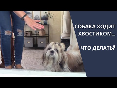 Видео: Навязчивое поведение у собаки/ Просится на руки, ходит по пятам/ Воспитание ши тцу