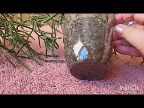 Видео: Зелёное кружево. Рипсалис. 31.01.2024.