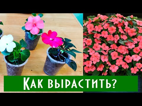 Видео: Как Вырастить Роскошный Бальзамин в Домашних Условиях? Черенкование бальзамина