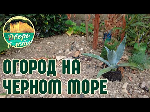 Видео: Огород на Черноморском побережье. Первый опыт