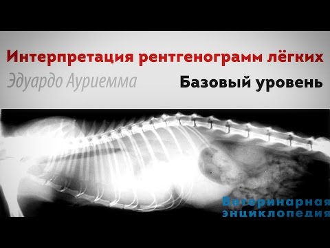 Видео: Интерпретация рентгенограмм лёгких
