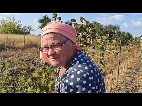 Видео: Голодным не буду 467