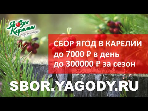 Видео: Сбор ягод в Карелии. До 100$ в день!